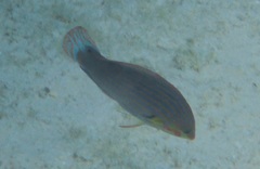 Halichoeres melanurus