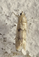 Ephestia elutella