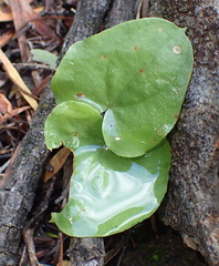 Dioscorea hemicrypta