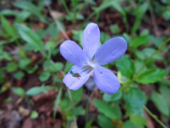 Viola capillaris