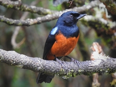 Diglossa gloriosissima