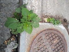 Physalis grisea