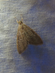 Glaphyriinae
