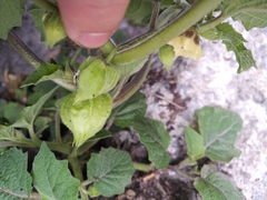 Physalis grisea