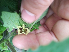 Physalis grisea