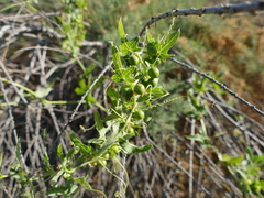 Bryonia cretica