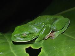 Agalychnis