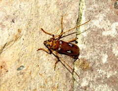 Eburia laticollis