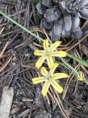 Triteleia ixioides