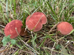 Lanmaoa pallidorosea