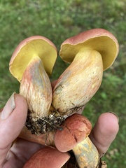 Lanmaoa pallidorosea