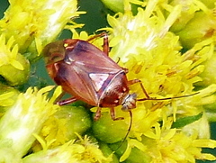Lygus rubroclarus