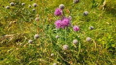 Centaurea scabiosa scabiosa