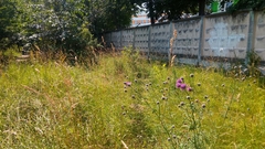 Centaurea scabiosa scabiosa