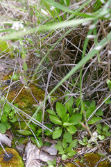 Noccaea caerulescens