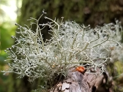 Sphaerophorus venerabilis