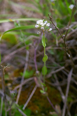 Noccaea caerulescens