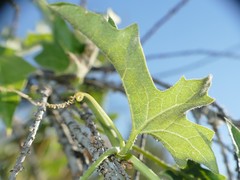 Bryonia cretica