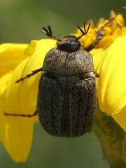 Phyllophaga lanceolata