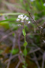 Noccaea caerulescens