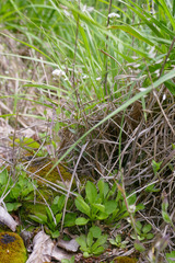 Noccaea caerulescens