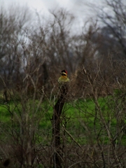 Colaptes melanochloros