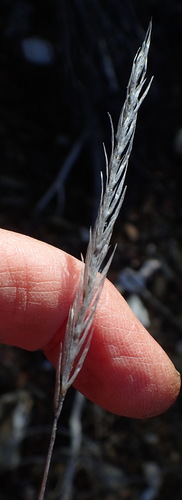 Image of Tenaxia stricta by (c) Nicola van Berkel, some rights reserved (CC BY-SA)