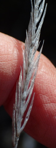 Image of Tenaxia stricta by (c) Nicola van Berkel, some rights reserved (CC BY-SA)