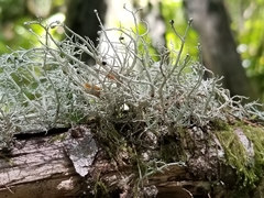 Sphaerophorus venerabilis