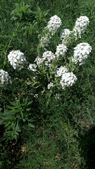 Dimorphocarpa wislizeni