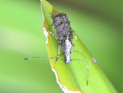 Meconemus impressicollis