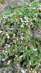 Selaginella eremophila