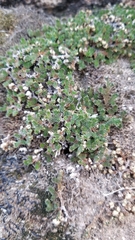 Selaginella eremophila