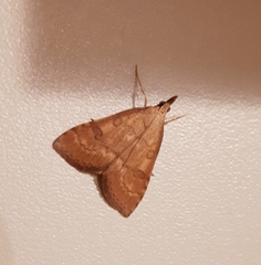 Udea fulvalis