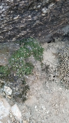 Selaginella eremophila