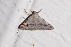 Digrammia pictipennata