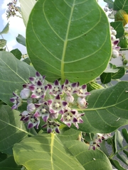 Calotropis procera