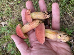 Lanmaoa pallidorosea