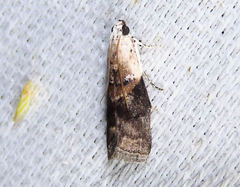 Acrobasis palliolella