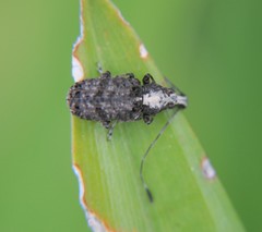 Meconemus impressicollis