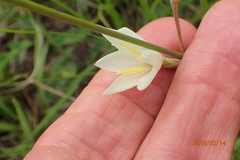 Hesperantha hygrophila
