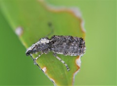 Meconemus impressicollis