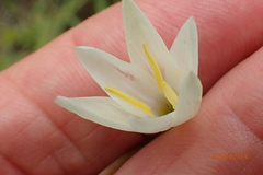 Hesperantha hygrophila