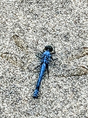 Erythemis simplicicollis