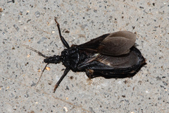 Triatoma protracta