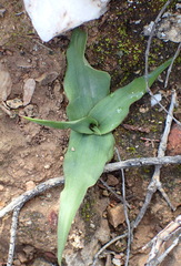 Cyanella