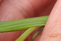 Hesperantha hygrophila