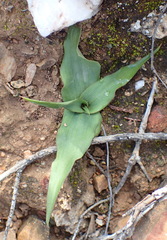 Cyanella