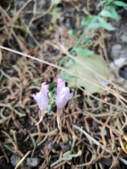 Linaria verticillata