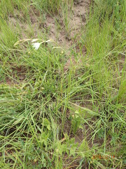 Hesperantha hygrophila